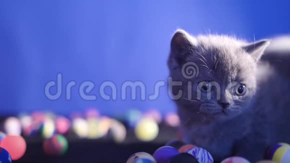 小猫玩球视频的预览图