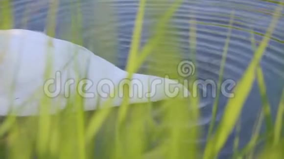 荷兰温德米尔斯的天鹅视频的预览图