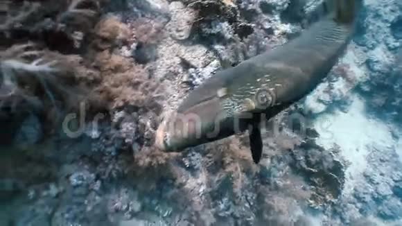 海洋中的拿破仑鱼视频的预览图