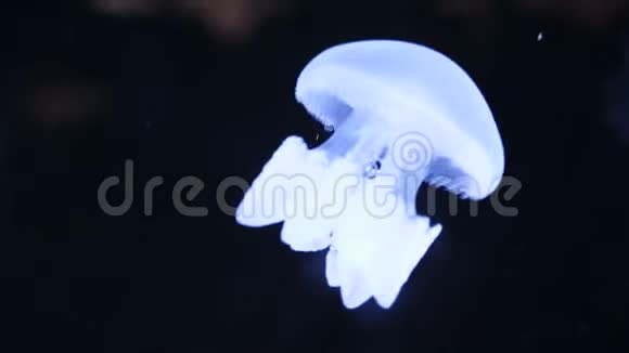 水族馆池中荧光水母群的拍摄透明水母水下镜头发光美杜莎视频的预览图