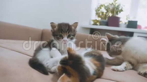 沙发慢动作视频播放两只小猫小猫生活方式玩概念两只小猫和一只猫宠物视频的预览图