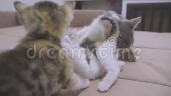 沙发慢动作视频播放两只小猫小猫玩概念两只小猫的生活方式和一只猫宠物视频的预览图