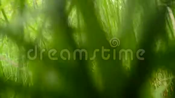 走过绿色的夏日森林树叶视频的预览图