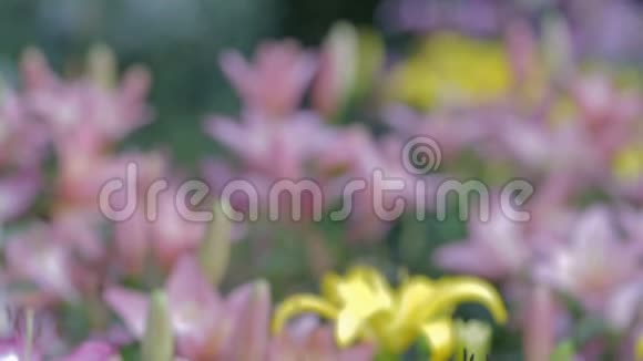 在阳光明媚的夏天或春天百合花和绿叶在花园中进行美容装饰百合百合杂种视频的预览图
