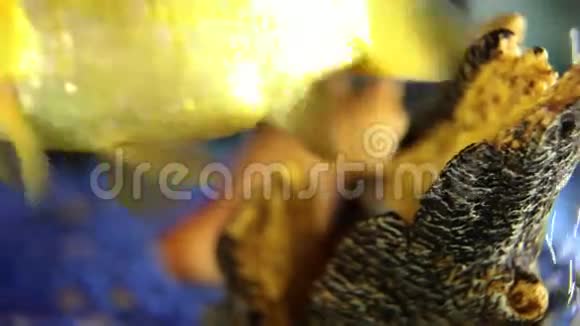 靠近鱼缸里的一条金鱼视频的预览图