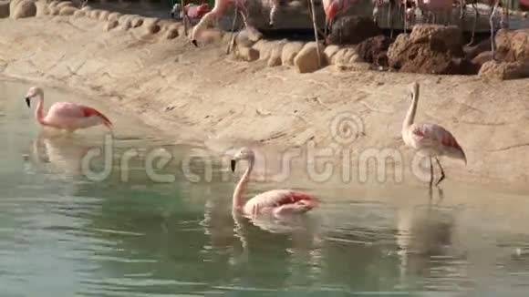 大粉红色火烈鸟清洁天然池塘公园的羽毛视频的预览图