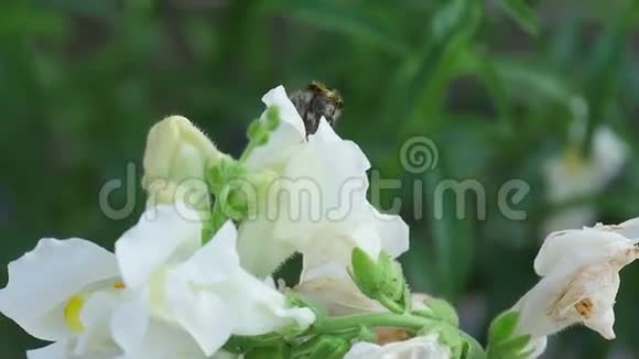 大黄蜂在花蛇龙上视频的预览图