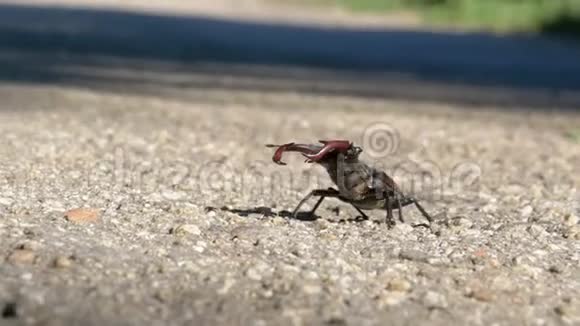 柏油路上的甲虫鹿蠕动卢克纳斯塞瓦视频的预览图