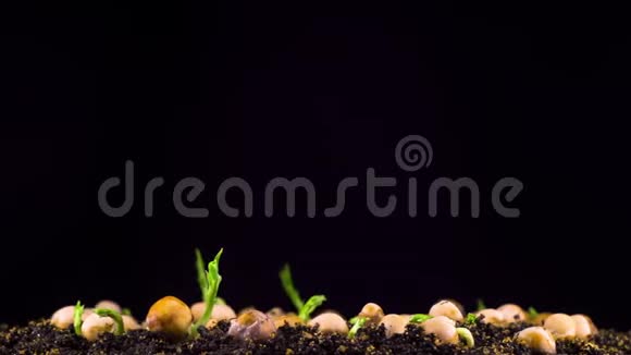豌豆在黑色背景下发芽视频的预览图