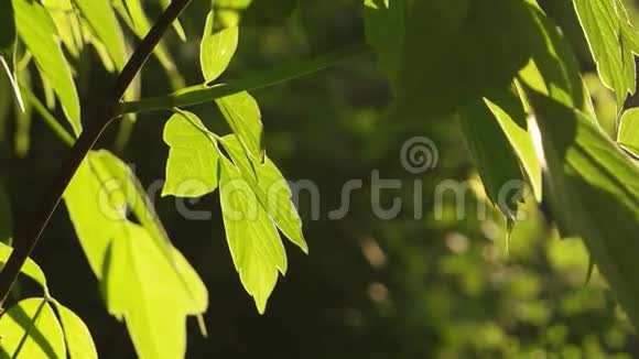 绿叶树阳光背光视频的预览图