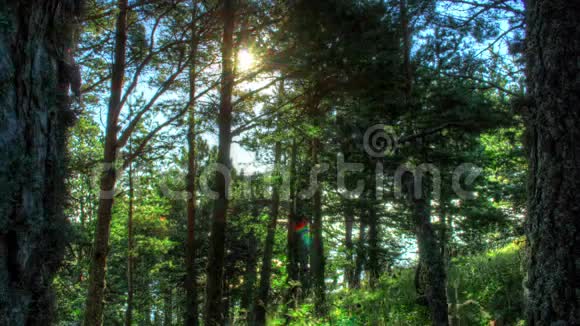 4k黎明时分的森林HDR时间推移视频的预览图
