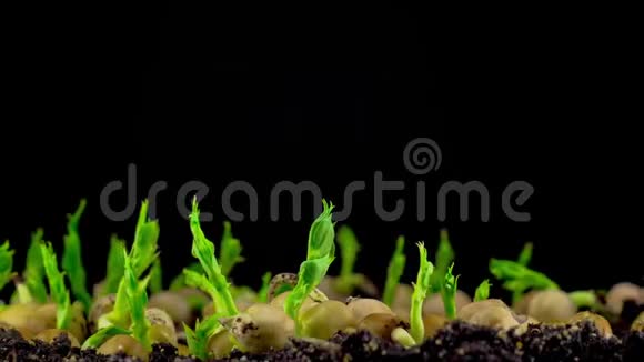 豌豆在黑色背景下发芽视频的预览图