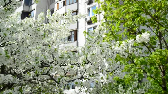 多层住宅背景下的樱花视频的预览图