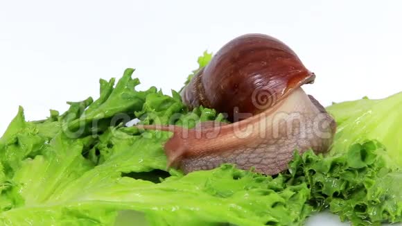 勃艮第螺吃生菜叶视频的预览图