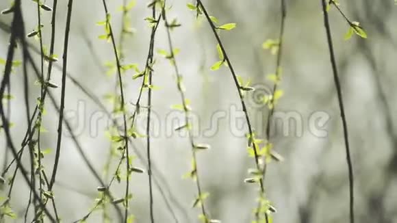 立春时节柳枝在风中荡漾视频的预览图