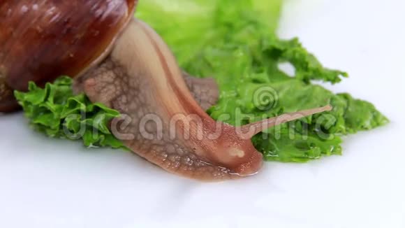 勃艮第螺吃生菜叶视频的预览图