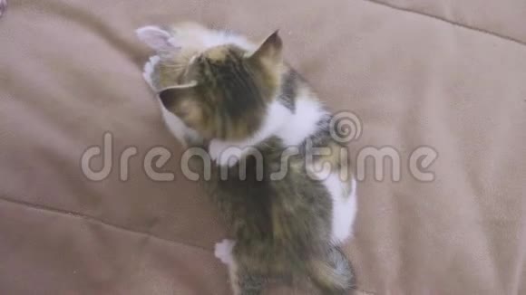 沙发慢动作视频播放两只小猫小猫玩概念两只小猫和生活方式猫视频的预览图