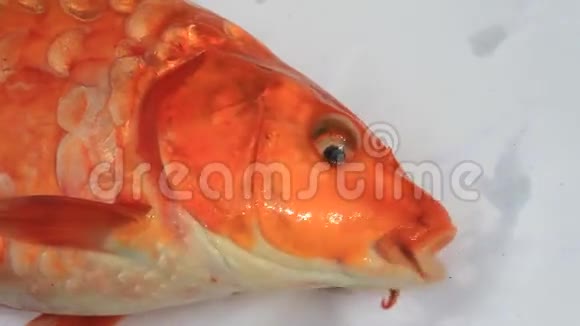 黄鲤鱼的嘴视频的预览图