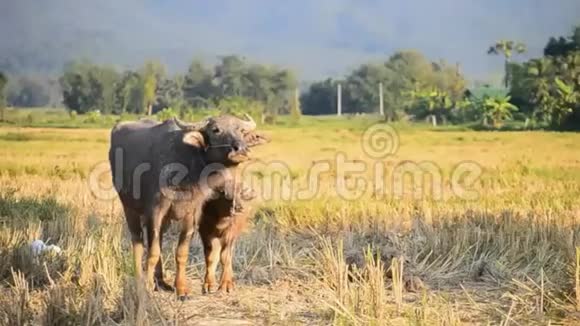 亚洲小水牛和农村的母亲视频的预览图