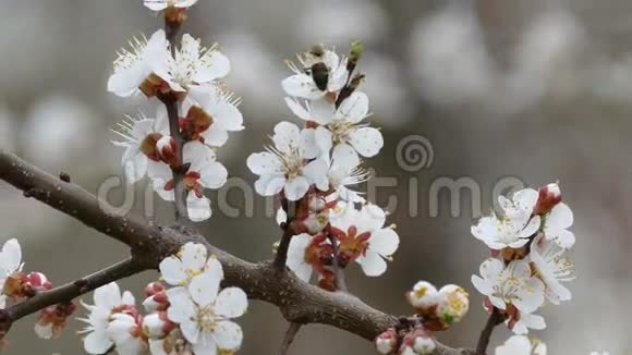 杏枝开花春自然景观视频的预览图