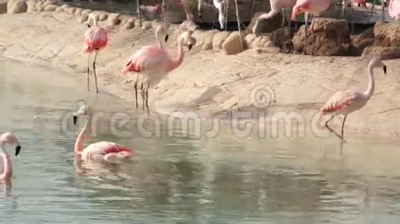 大粉红色火烈鸟清洁天然池塘公园的羽毛视频的预览图