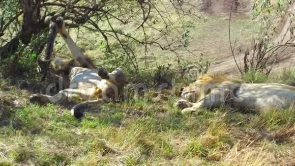 睡在非洲热带草原上的雄狮视频的预览图