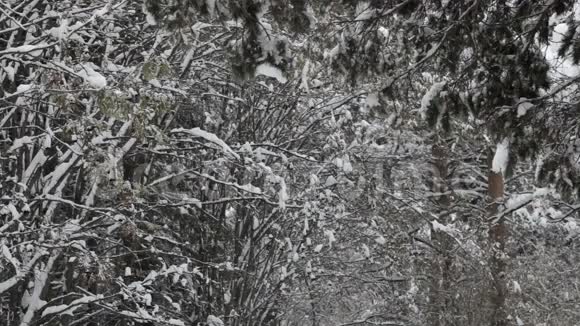 雪花飘落大雪纷飞冬季风景树木和雪视频的预览图