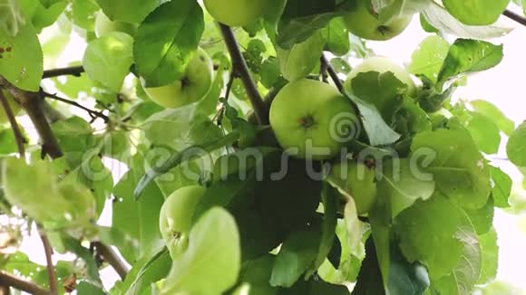 绿苹果在树上有机水果美丽的苹果在阳光下成熟在树枝上农业视频的预览图