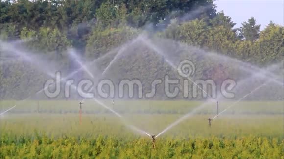 苗圃种植园的洒水系统视频的预览图