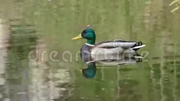 德雷克漂浮在池塘表面视频的预览图