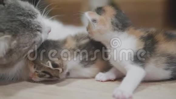 三色猫妈妈抱着小猫走第一步猫舔小猫慢动作视频猫舔猫视频的预览图