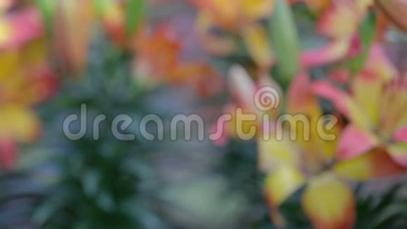 百合花和绿叶背景在阳光明媚的夏季或春季的花园中进行美容装饰设计百合百合杂种视频的预览图