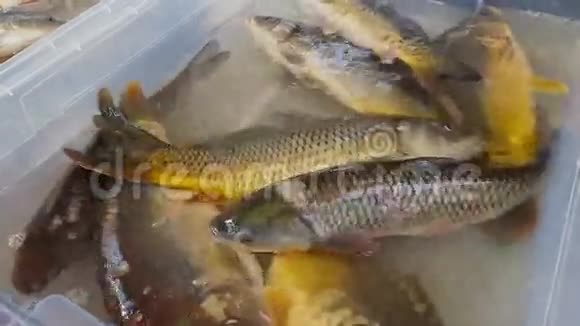 鱼市场的淡水鱼视频的预览图