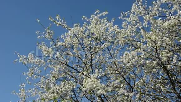 春天的樱花和风视频的预览图