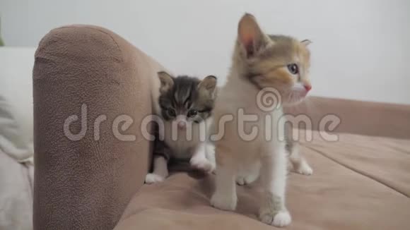 沙发慢动作视频播放两只小猫小猫生活方式游戏概念视频的预览图
