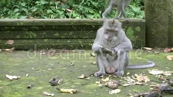 吃螃蟹的猕猴马卡猴也被称为长尾猕猴桑格猴森林巴厘岛视频的预览图