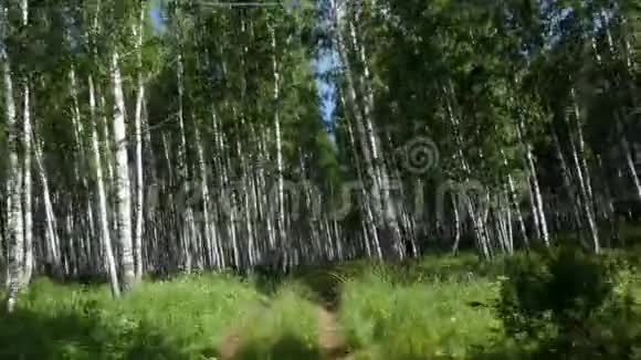 乘车穿过森林视频的预览图