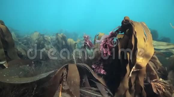 俄罗斯巴伦支海阳光反射下的海藻视频的预览图