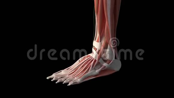 脚部肌肉视频的预览图