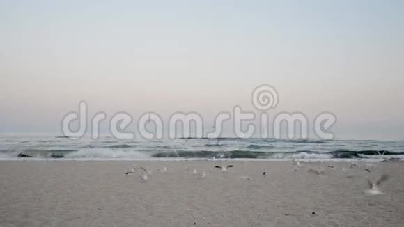 海鸥在海滩上飞翔视频的预览图