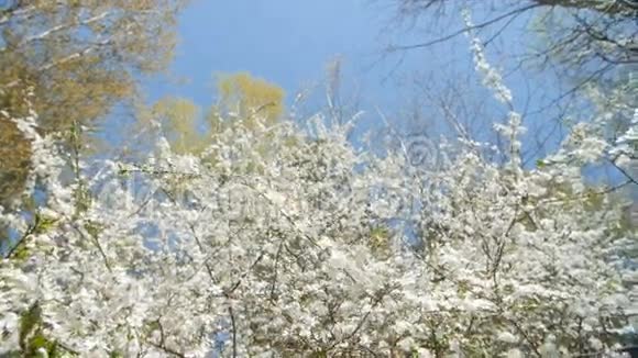 美丽绽放的梅树映衬蓝天视频的预览图