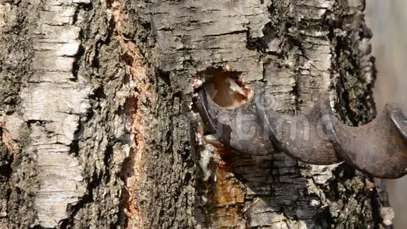 春天的桦树树干和树液滴洞视频的预览图