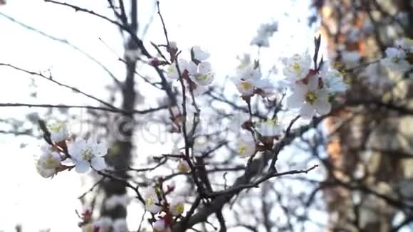 花草树木春天视频的预览图