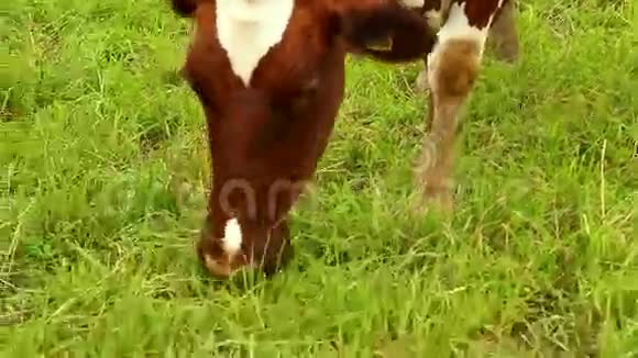 年轻的棕色小牛在吃青草视频的预览图