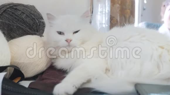 老白猫睡在生活方式的桌子旁边的球编织坐在旁边的老白猫视频的预览图