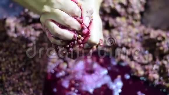 Bignay家庭葡萄酒加工手工粉碎捣碎和挤压水果视频的预览图