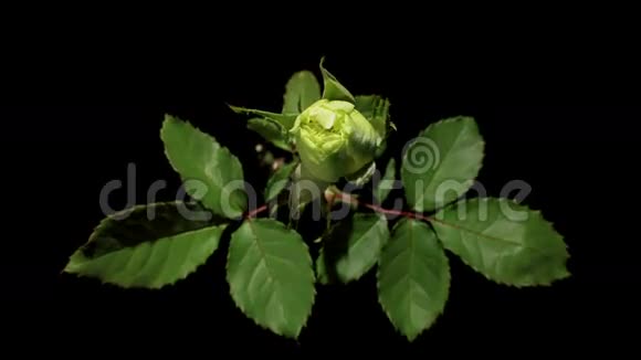 黑色背景上绽放的绿玫瑰花蕾视频的预览图