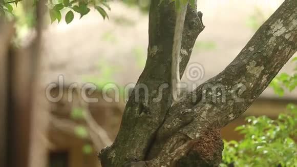 猴子坐在树枝上视频的预览图