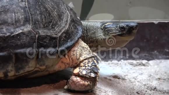 海龟乌龟爬行动物动物野生动物视频的预览图