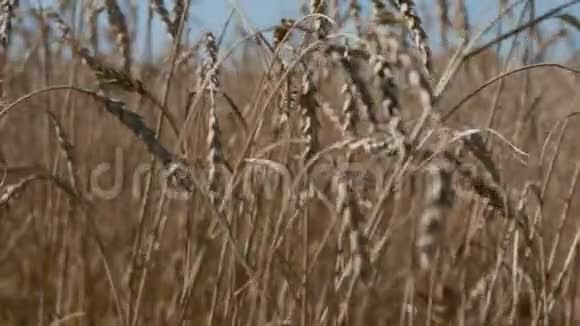 小麦作物收获与农业视频的预览图